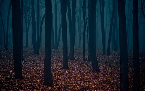 Тъмна гора, природа, дървета, листа, тъмна гора, природа, дървета, листа, HD тапет HD wallpaper