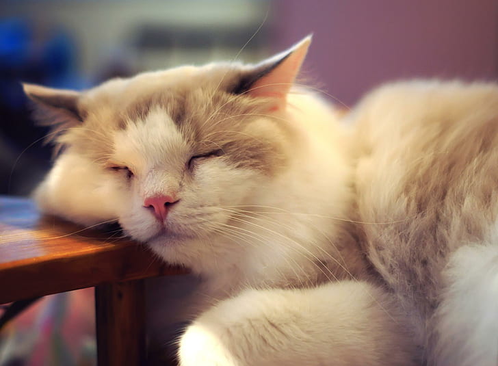 愛らしい猫、素敵な、足、夢、美しい、おやすみ、動物、猫の顔、甘い、きれいな、美しさ、猫、顔、 HDデスクトップの壁紙
