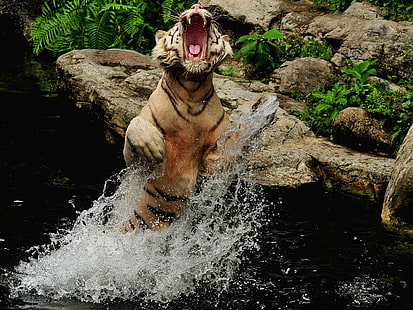 Tiger Jump Splash Stop Action HD, животные, тигр, экшн, прыжок, остановка, брызги, HD обои HD wallpaper