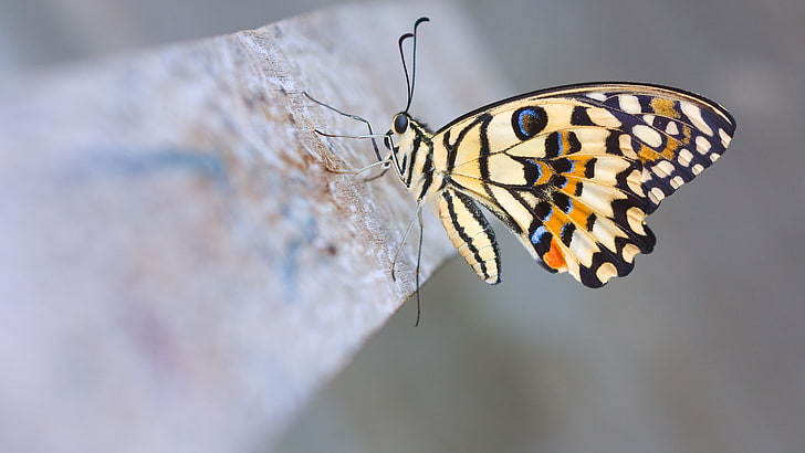 image de papillon, Fond d'écran HD