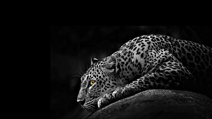 jaguar, monochrome, black and white, predator, wildlife, wild animal, terrestrial animal, HD wallpaper