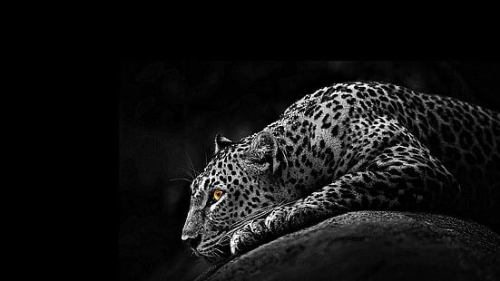 ягуар, монохромен, черно и бяло, хищник, дива природа, диво животно, сухоземно животно, HD тапет HD wallpaper