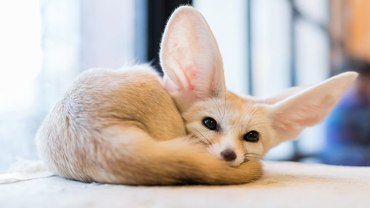 fox, ears, wildlife, cute, fenec, fennec fox, vulpes zerda, HD wallpaper