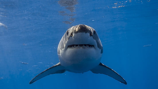 Grand requin blanc, Fond d'écran HD HD wallpaper