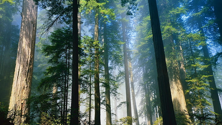 갈색 나무, 나무, 크로네, 아래에서 빛나다, HD 배경 화면