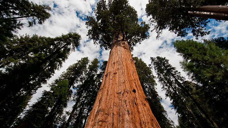 Redwood Trees Forest HD, naturaleza, árboles, bosque, secoya, Fondo de pantalla HD
