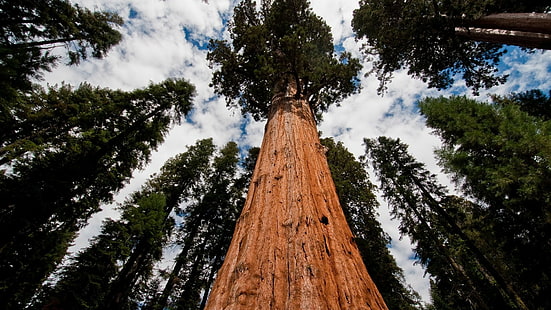 Redwood Trees Forest HD, природа, деревья, лес, красное дерево, HD обои HD wallpaper