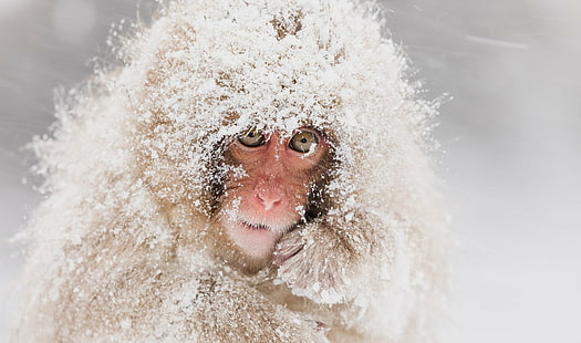 Обезьяны, японские макаки, ​​обезьяны, приматы, снег, дикая природа, HD обои HD wallpaper