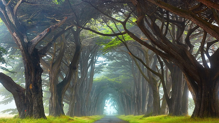 camino forestal, bosque, naturaleza, Irlanda, Fondo de pantalla HD