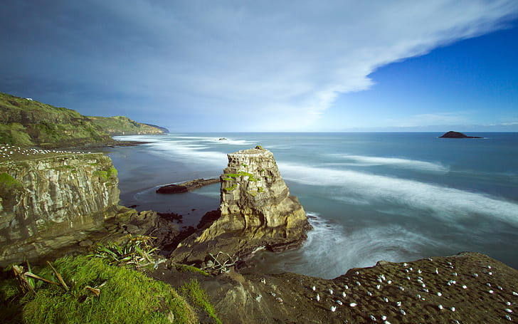 New Zealand, Auckland, Muriwai Beach, Australasian gannet colony, HD wallpaper
