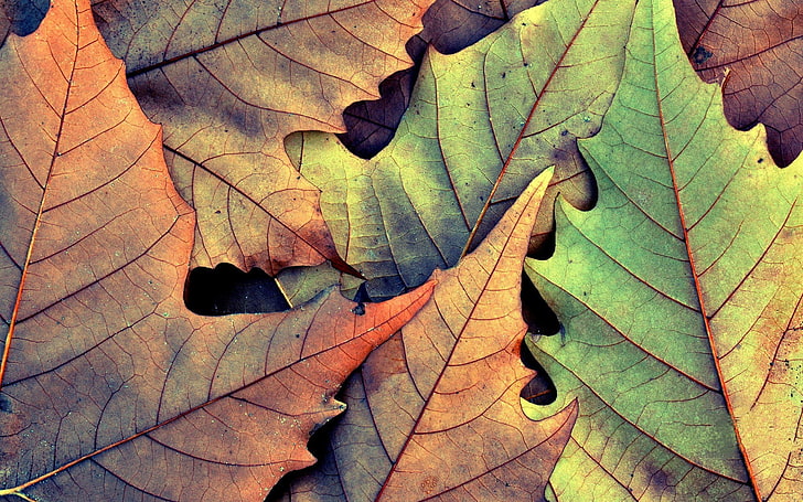 кленови листа от различни цветове, зелени и кафяви кленови листа, есен, листа, природа, HD тапет