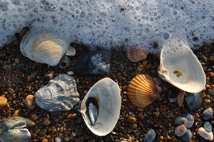 weiße und braune Muscheln, Schaum, Muschel, Meer, Steine, HD-Hintergrundbild