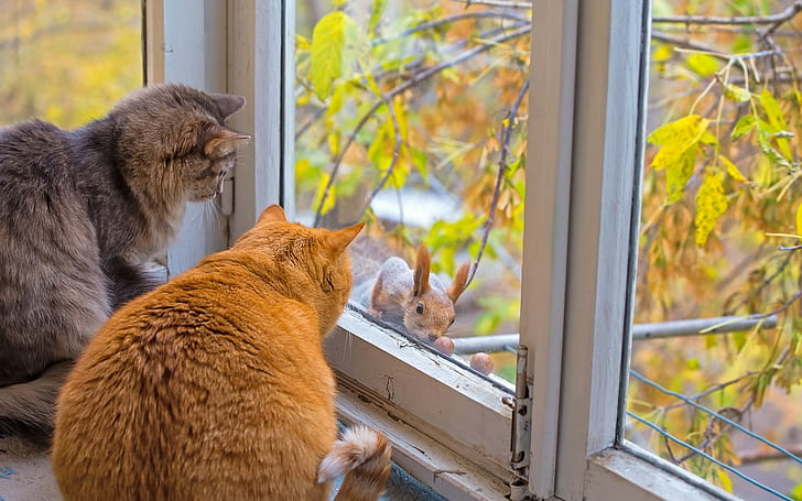 Gatos en la ventana con ardilla, gato, gatos, ventana, ardilla, otoño, Fondo de pantalla HD