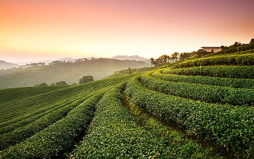 Krajobraz Plantacji Herbaty, Krajobraz, Herbata, Plantacja, Tapety HD HD wallpaper
