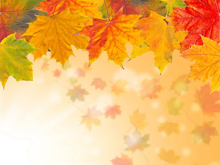 оранжевые, желтые и зеленые листья клена, осень, листья, желтые, клен, HD обои