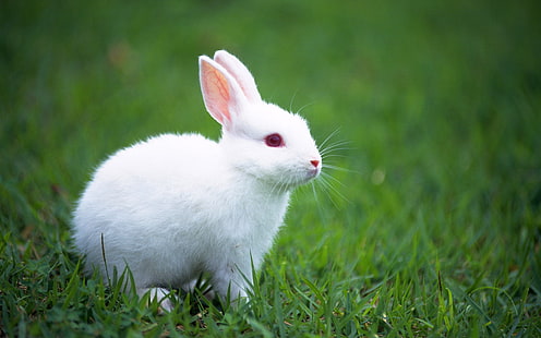 Lapin mignon, adorable, lapins, velu, herbe, blanc, lapin mignon, adorable, lapins, velu, herbe, blanc, Fond d'écran HD HD wallpaper