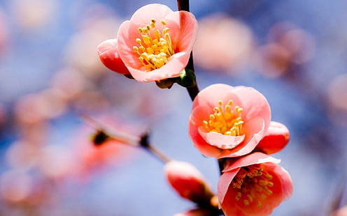 Red plum blossom close-up, Red, Plum, Blossom, HD wallpaper HD wallpaper