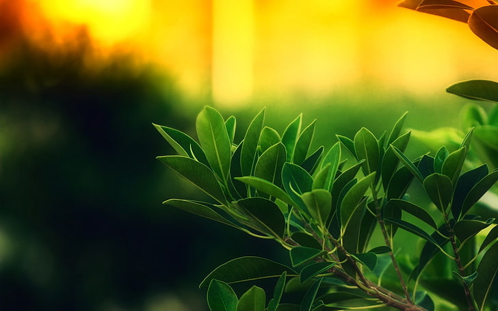 grünblättrige Pflanze, Makro, Natur, Blätter, Pflanzen, HD-Hintergrundbild