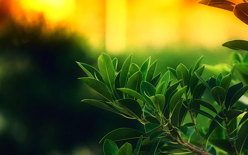 grünblättrige Pflanze, Makro, Natur, Blätter, Pflanzen, HD-Hintergrundbild HD wallpaper