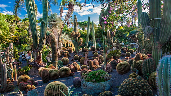 jardin, cactus, cactus, plante, flore, jardin botanique, Fond d'écran HD HD wallpaper