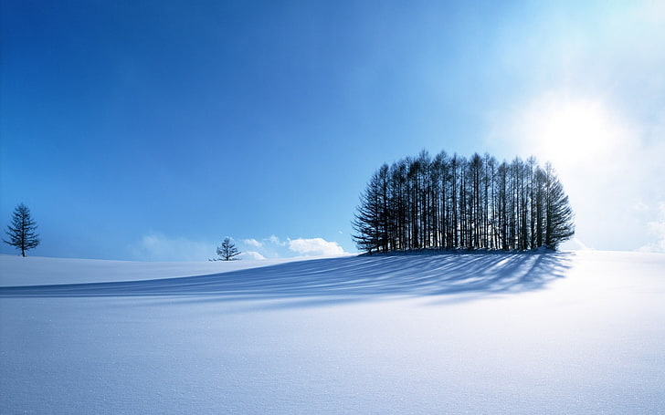ทุ่งหิมะใกล้ต้นไม้ในเวลากลางวัน, หิมะ, ธรรมชาติ, ฤดูหนาว, แสงแดด, ต้นไม้, ทิวทัศน์, เงา, วอลล์เปเปอร์ HD