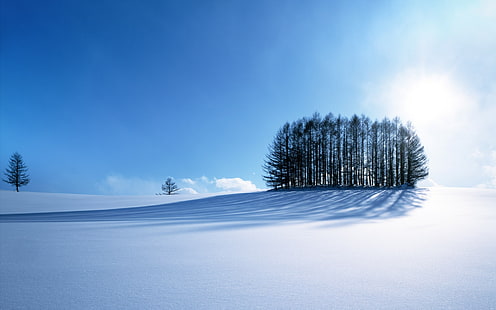 campo de nieve cerca de los árboles durante el día, nieve, naturaleza, invierno, luz solar, árboles, paisaje, sombra, Fondo de pantalla HD HD wallpaper