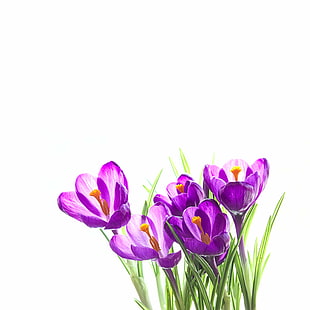 Photographie gros plan de fleurs pétales violets avec fond blanc, crocus, crocus, Crocus, photographie gros plan, violet, blanc, fond, fleur, printemps, carré, tulipe, nature, bouquet, couleur rose, plante, printemps, pétale, fraîcheur, décoration,tête de fleur, Fond d'écran HD HD wallpaper