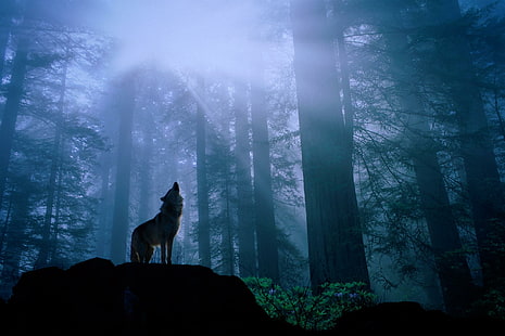 Волк воет в стае, пейзаж, одиночество, волки, вой, ночь, животные, HD обои HD wallpaper