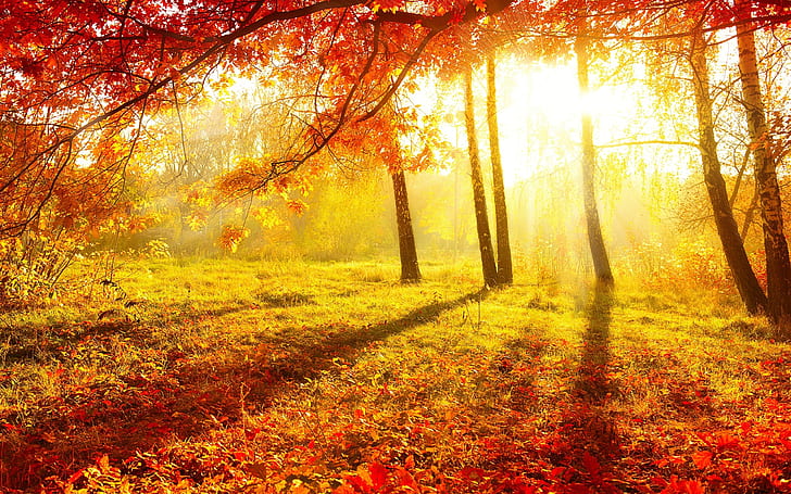 Vacker höst, skog, träd, röda löv, gräs, solstrålar, foto av höstträd under dagtid, vacker, höst, skog, träd, röd, löv, gräs, sol, strålar, HD tapet