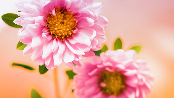 핑크 꽃, 핑크, 꽃, HD 배경 화면