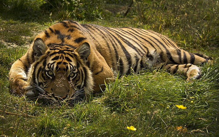 tigre marrom, gato, animais, tigre, natureza, HD papel de parede
