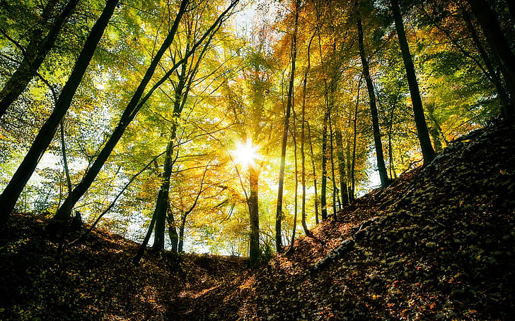 Autumn forest, trees, light, sun rays, green leaved trees, Autumn, Forest, Trees, Light, Sun, Rays, HD wallpaper