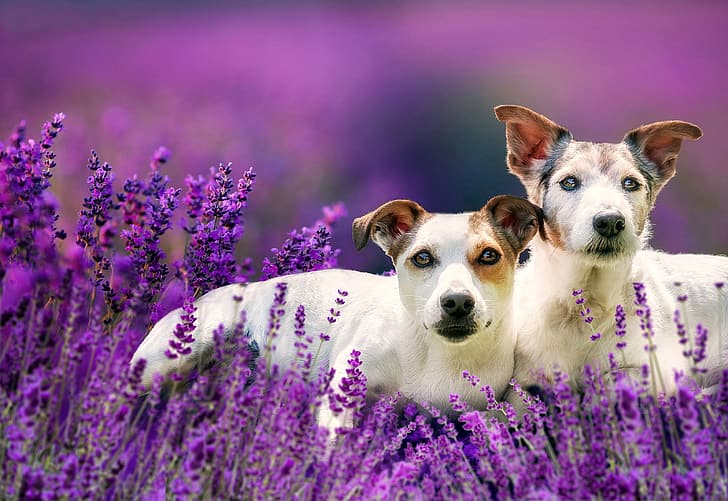 flowers, a couple, lavender, bokeh, two dogs, HD wallpaper