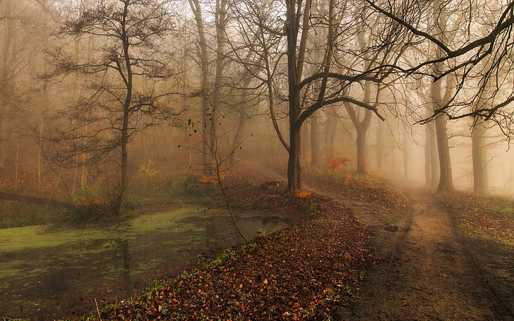 pintura de árbol rodeado de niebla, bosque con cuerpo de agua y camino, naturaleza, paisaje, mañana, otoño, niebla, parque, árboles, camino, hojas, estanque, agua, Fondo de pantalla HD
