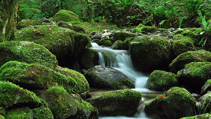 澄んだ水と緑の植生のある苔の渓流と緑の岩石パプラト熱帯気候デスクトップの壁紙19 1080 Hdデスクトップの壁紙 Wallpaperbetter