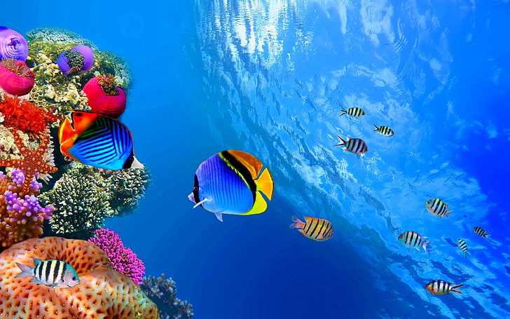 ryby, ryby, przyroda, ocean, morze, morskie, podwodne, Tapety HD
