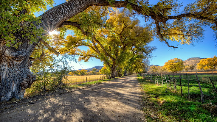 musim gugur, sinar matahari, cerah, jalan, pohon, pohon-pohon tua, langit biru, langit, sinar matahari, bayangan, lapangan, Wallpaper HD