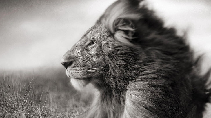gray scale selective focus photography of lion, lion, animals, HD wallpaper