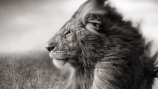 Fotografía de enfoque selectivo de escala de grises de león, león, animales, Fondo de pantalla HD HD wallpaper