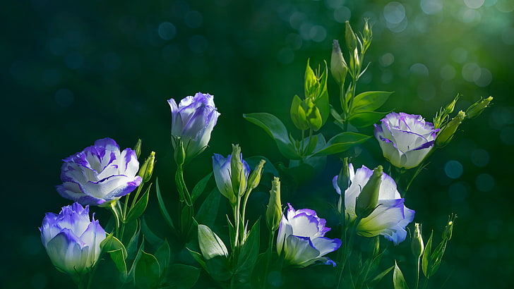 purple and white flowers, greens, leaves, light, flowers, background, treatment, art, buds, bokeh, composition, eustoma, HD wallpaper