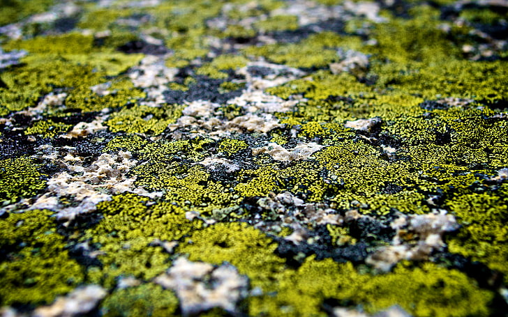 Specs Of Green, af ‑ sdxnikkor18‑55mmf / 3.5-5.6gvr, primo piano, verde, lichene, macro, natura, newhampshire, nikon, nikond3000, fotografia, rocce, Sfondo HD