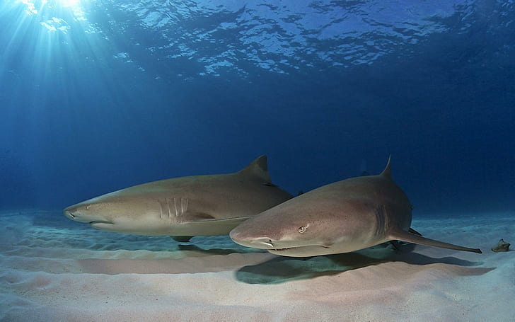 Animals Fishes Sharks Ocean Sea Underwater Sand Sunlight Predator Magazine, ปลา, สัตว์, นิตยสาร, มหาสมุทร, นักล่า, ทราย, ฉลาม, แสงแดด, ใต้น้ำ, วอลล์เปเปอร์ HD