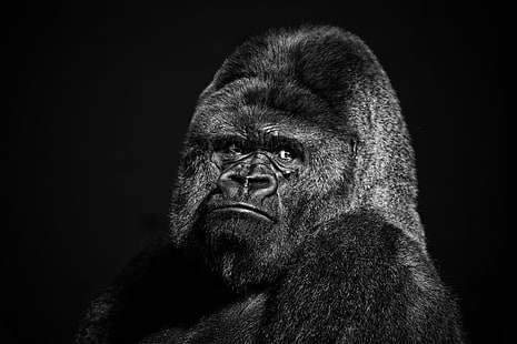 горили, черни, животни, лице, HD тапет HD wallpaper