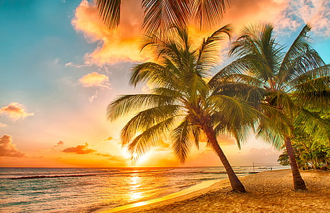 two green coconut trees, sand, sea, beach, sunset, tropics, palm trees, shore, ocean, paradise, palms, tropical, HD wallpaper HD wallpaper