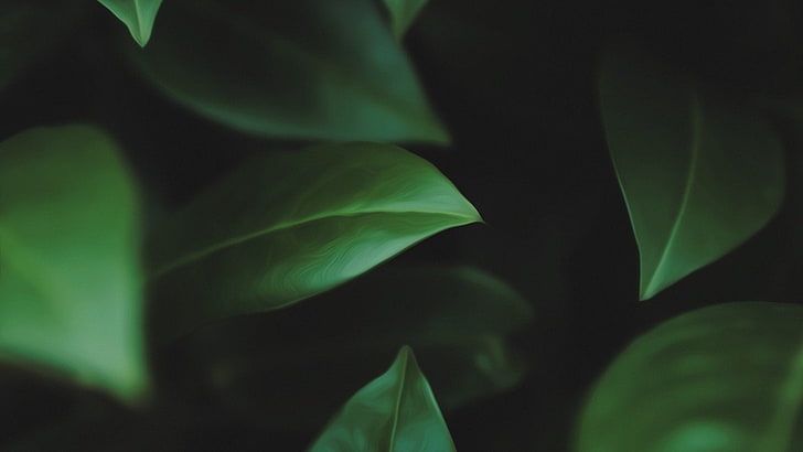 gröna blad, gröna blad i närbildsfotografering, landskap, makro, grönt, natur, bladbugg, HD tapet