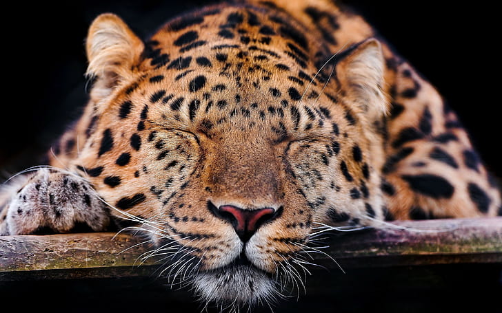animali, leopardo, leopardo (animale), Sfondo HD