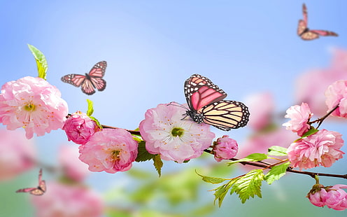 Весенние Розовые Цветы Бабочки Голубое Небо 2560 × 1600, HD обои HD wallpaper