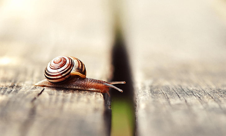 brown snail, snail, shell, antennae, HD wallpaper