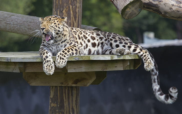 Amur leopardo, predatore, riposo, sbadigli, Amur, leopardo, predatore, riposo, sbadigli, Sfondo HD