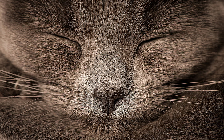 gatto grigio a pelo corto, gatto, peloso, addormentato, animali, primo piano, Sfondo HD